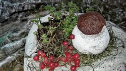 Pilzchen aus Beton in 
bepflanzter Schale